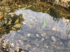 イワナの釣果