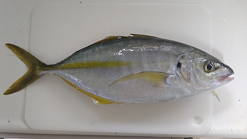 シマアジの釣果