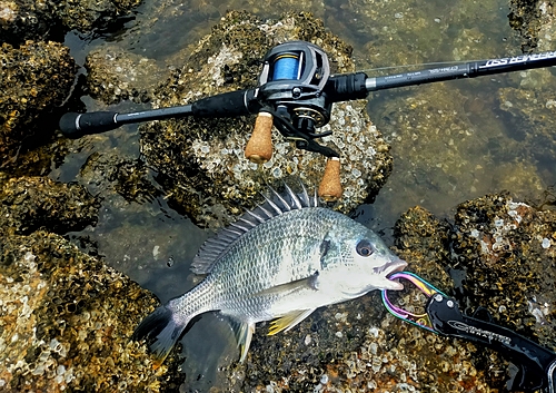 キビレの釣果