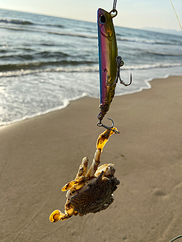 カニの釣果