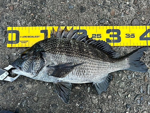 クロダイの釣果