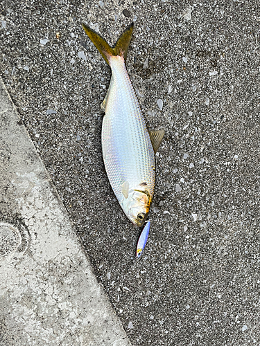 コノシロの釣果