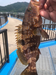 アコウの釣果