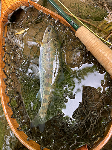 ヤマメの釣果