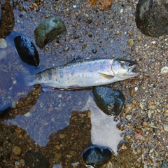 ヤマメの釣果