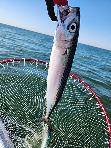 サバの釣果