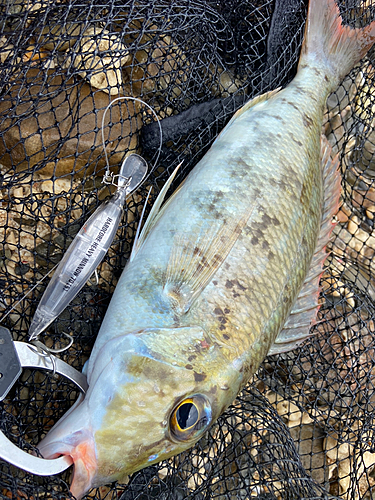 クチナジの釣果