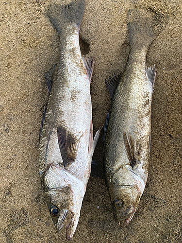 スズキの釣果