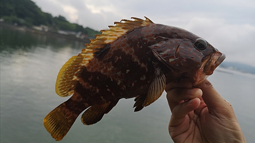 キジハタの釣果