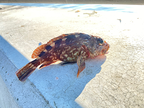 カサゴの釣果