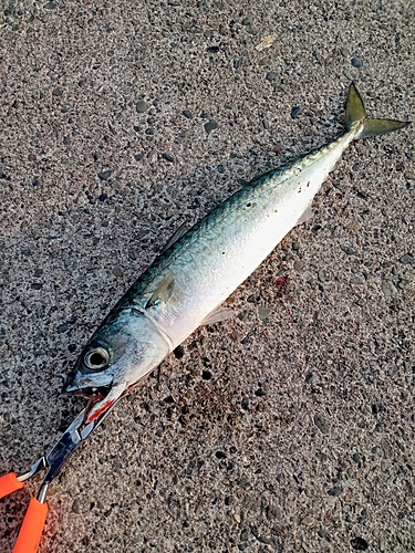 サバの釣果