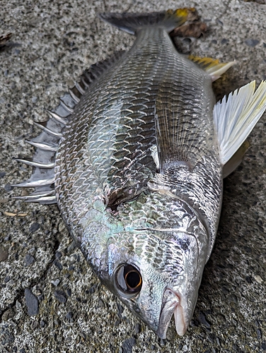 キビレの釣果