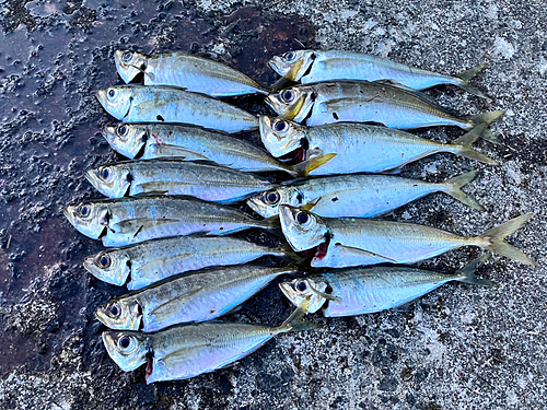 アジの釣果