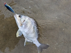 キビレの釣果