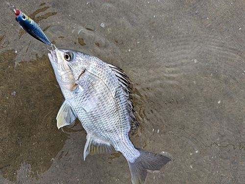 キビレの釣果