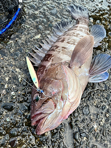 マハタの釣果