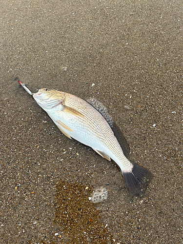 イシモチの釣果