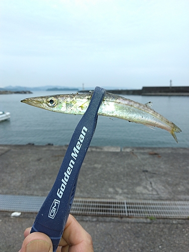 カマスの釣果