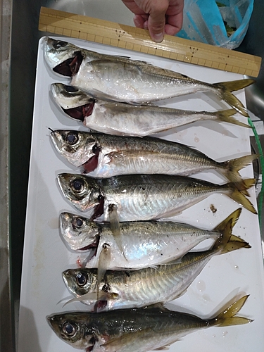 アジの釣果