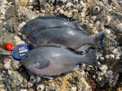 クチブトグレの釣果