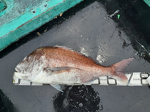 マダイの釣果