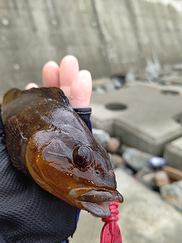 アイナメの釣果