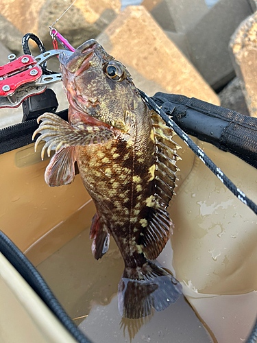 カサゴの釣果