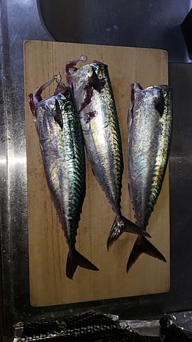 サバの釣果