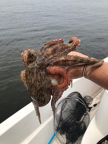 タコの釣果