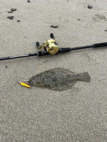 ソゲの釣果