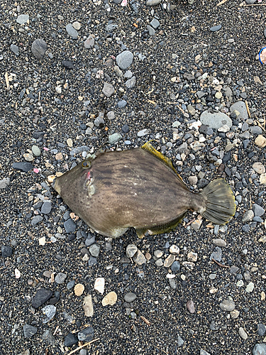 カワハギの釣果