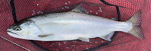 ビワマスの釣果