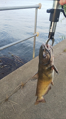 ナマズの釣果