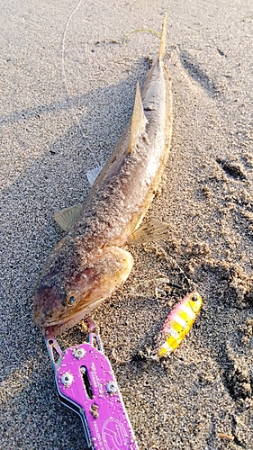 エソの釣果