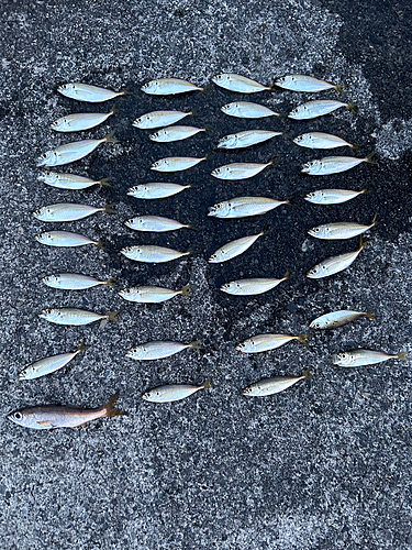 アジの釣果