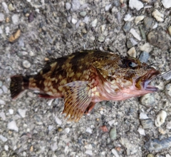 カサゴの釣果