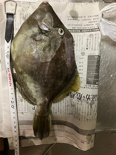 カワハギの釣果