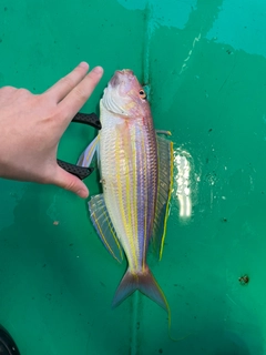 イトヨリダイの釣果