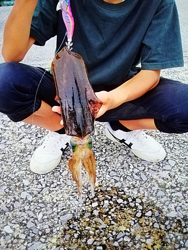 ハマチの釣果