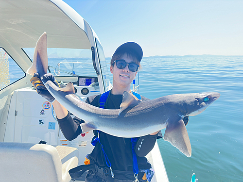 フトツノザメの釣果