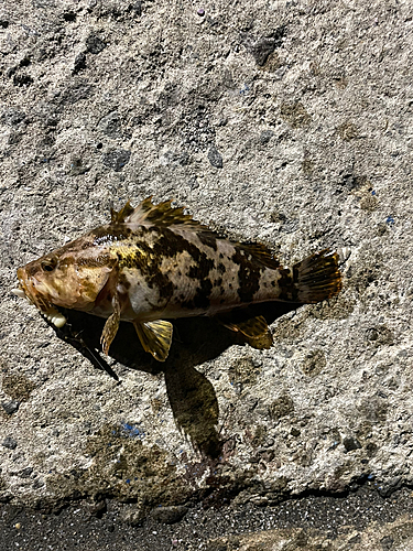 タケノコメバルの釣果