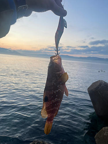 アコウの釣果