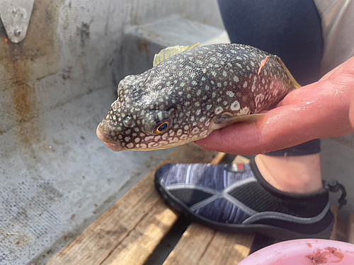 ショウサイフグの釣果