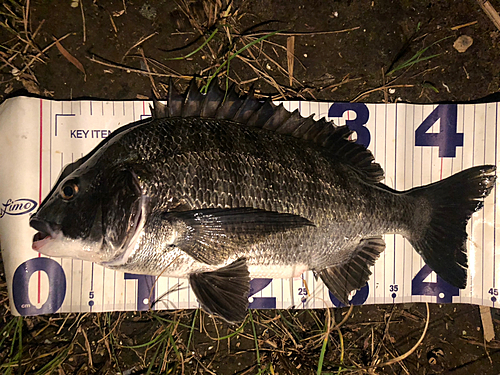 クロダイの釣果