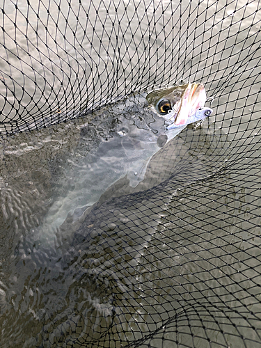 スズキの釣果