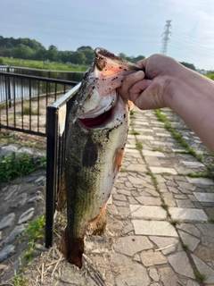 ブラックバスの釣果