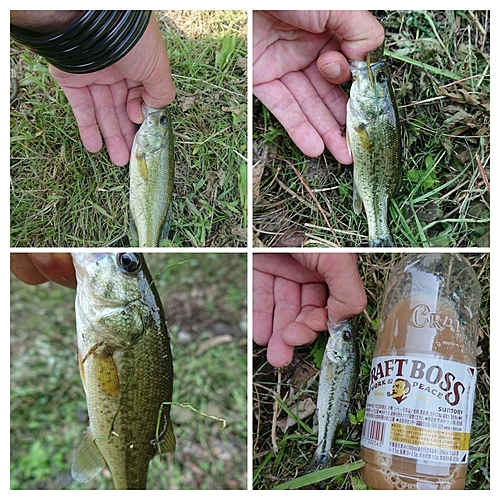 ラージマウスバスの釣果