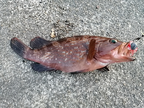 キジハタの釣果