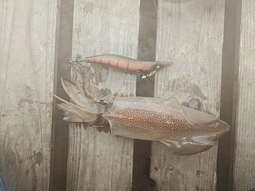 マルイカの釣果