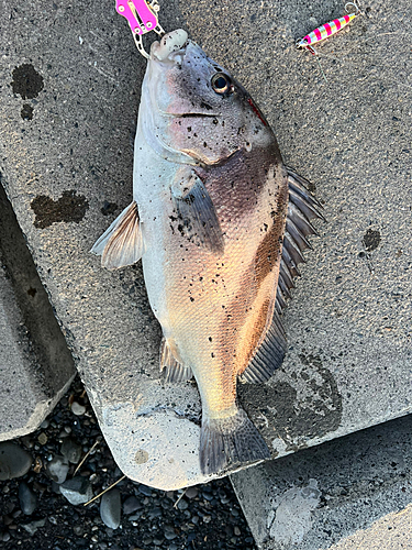 コショウダイの釣果